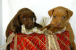 All I want for Christmas