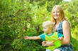 children is picking  gooseberry