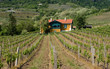 viticulture