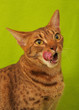 OCICAT.
