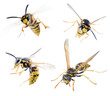 wasps