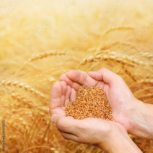 Foto: Hands of the grain-grower against a wheaten field Hands of the grain-grower against a wheaten field
