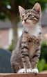 Kitten sitting on a table