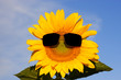 coole Sonnenblume coole Sonnenblume