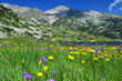 mountain meadow