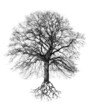 Baum