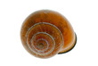 Snail shell