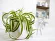 chlorophytum dans salle de bain