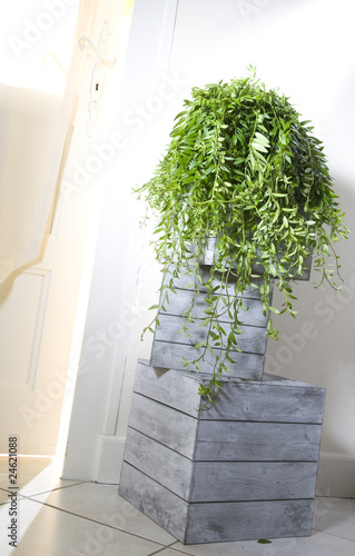 Photo: aeschynanthus suspension aeschynanthus suspension