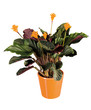 calathea dans pot orange calathea dans pot orange
