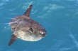 sunfish in real sea nature mola mola luna sun fish sunfish in real sea nature mola mola luna sun fish