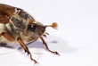 Feldmaikäfer (Melolontha melolontha)