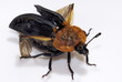 Rothalsige Silphe (Oiceoptoma thoracicum)