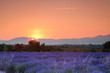 Lavender sunrise