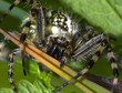 Eichblatt-Radspinne (Aculepeira ceropegia)