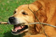 Golden Retriever Edgar