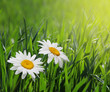 chamomiles in green grass