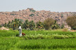 A woman with a dog on a rice field in India