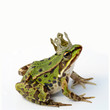 Froschkönig