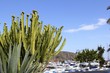 Moraira marina port view from cactus