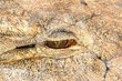 Krokodil Auge