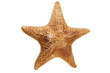 sea starfish