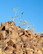 Rocky hill with dry tree and bright blue sky