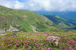 Rhododendron flowers in summer mountain Rhododendron flowers in summer mountain