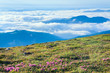 Rhododendron flowers in mourning cloudy mountain Rhododendron flowers in mourning cloudy mountain