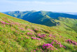 Rhododendron flowers in summer mountain Rhododendron flowers in summer mountain
