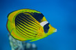 Raccoon Butterflyfish