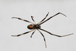 Young_Black_Widow_Spider_Isolated_on_White