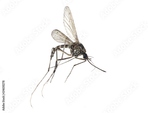 Photo : small mosquito isolated on white small mosquito isolated on white