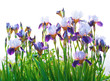 Irises