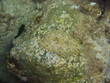 Poisson Turbot