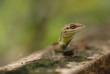 Anolis auratus - (Polychrotidae sauria) Anolis auratus - (Polychrotidae sauria)