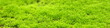 Green lichen Green lichen