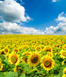 sunflower field