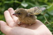 Vogeljunges