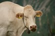 Rind im Bergsommer auf der Alm