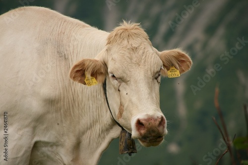 Foto: Rind im Bergsommer auf der Alm Rind im Bergsommer auf der Alm