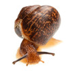 snail (edible snail)