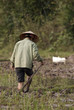 Work in paddy