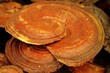 Lingzhi mushroom