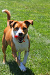 Running Dog