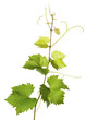 Branch of grape vine on white background Branch of grape vine on white background