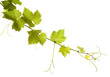Branch of grape vine on white background Branch of grape vine on white background