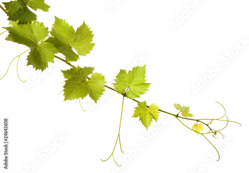 Foto: Branch of grape vine on white background Branch of grape vine on white background