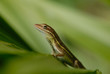 Anolis auratus - (Polychrotidae sauria) Anolis auratus - (Polychrotidae sauria)