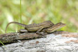 Anolis auratus - (Polychrotidae sauria) Anolis auratus - (Polychrotidae sauria)